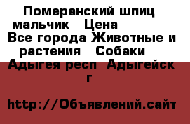 Померанский шпиц, мальчик › Цена ­ 35 000 - Все города Животные и растения » Собаки   . Адыгея респ.,Адыгейск г.